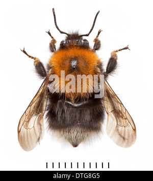 Bourdon Bombus hypnorum, arbre Banque D'Images