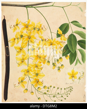 Illustration de fleurs de la Collection Reeves Banque D'Images