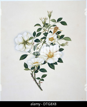 Illustration de fleurs de la Collection Reeves Banque D'Images