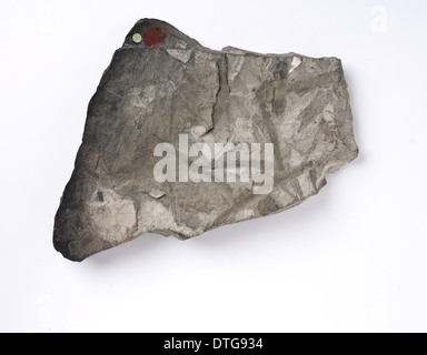 Glossopteris indica, feuilles fossiles de l'Antarctique Banque D'Images