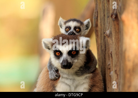 Ring-tailed lémuriens, femme avec de jeunes, Bryanston, Madagascar / (Lemur catta) Banque D'Images