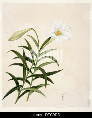 Illustration de fleurs de la Collection Reeves Banque D'Images