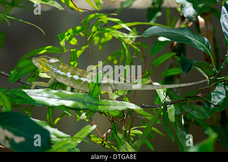 Caméléon panthère, jeunes, Madagascar (Furcifer pardalis) / Banque D'Images