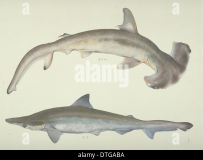 Sphyrna zygaena, requin marteau Banque D'Images