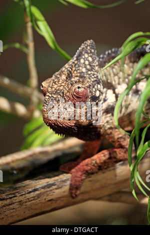 Caméléon géant malgache, homme, Madagascar / (Furcifer oustaleti) / L'Oustalet Chameleon Banque D'Images