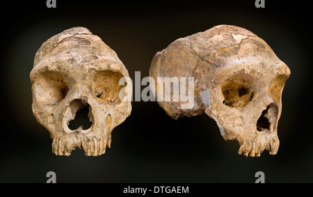 Homo neanderthalensis (calpicus) cranium Banque D'Images