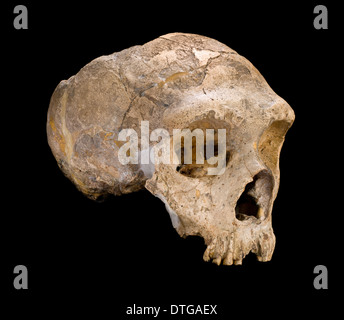 Homo neanderthalensis (calpicus) cranium Banque D'Images