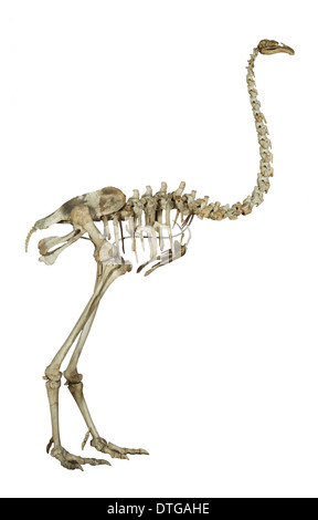 Dinornis elephantopus, heavy-footed pa Banque D'Images