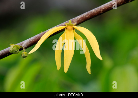 Ylang-ylang, Nosy Be, Madagascar / (Cananga odorata) / Annonaceae Banque D'Images