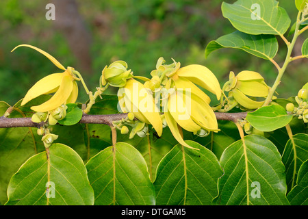 Ylang-ylang, Nosy Be, Madagascar / (Cananga odorata) / Annonaceae Banque D'Images