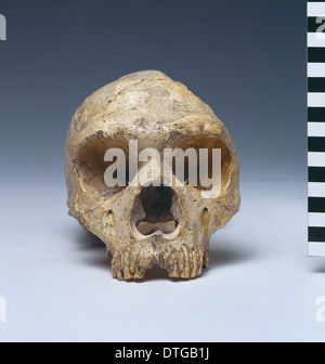 Homo neanderthalensis (calpicus) cranium (1) Gibraltar Banque D'Images