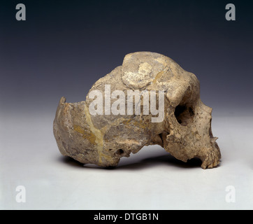 Homo neanderthalensis (calpicus) cranium (1) Gibraltar Banque D'Images