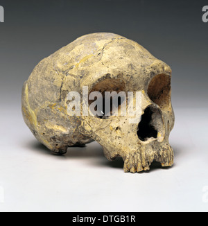 Homo neanderthalensis (calpicus) cranium (1) Gibraltar Banque D'Images