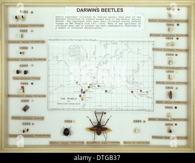 Les coléoptères de Darwin Banque D'Images