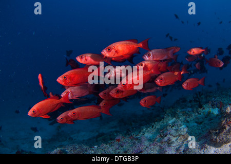 De l'École de la queue de croissant, Priacanthus hamrur obèse, les Maldives Banque D'Images