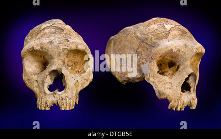 Homo neanderthalensis (calpicus) cranium Banque D'Images