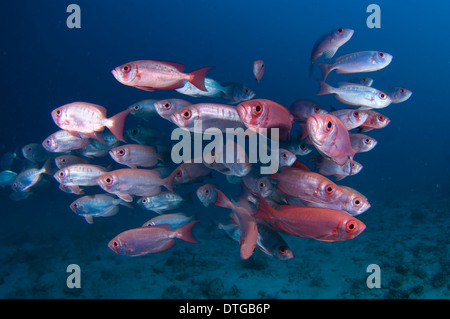 De l'École de la queue de croissant, Priacanthus hamrur obèse, les Maldives Banque D'Images