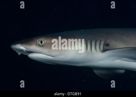 Whitetip Reef Shark, Triaenodon obesus, natation, les Maldives Banque D'Images