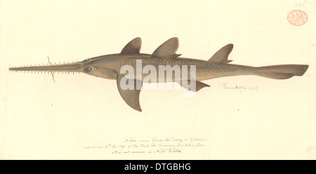 Pristiophorus cirratus, long nez sawshark Banque D'Images