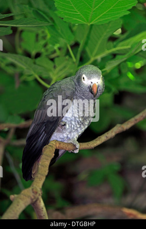 Perroquet gris Timneh, Afrique du Sud / (Psittacus erithacus timneh) / Perroquet gris d'Afrique Banque D'Images