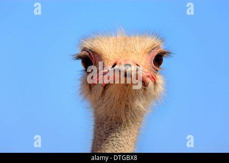 Autruche d'Afrique du Sud, homme, Oudtshoorn, Klein Karoo, Afrique du Sud / (Struthio camelus australis) Banque D'Images