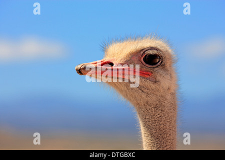 Autruche d'Afrique du Sud, homme, Oudtshoorn, Klein Karoo, Afrique du Sud / (Struthio camelus australis) Banque D'Images