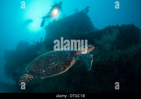 Une espèce en voie d'Hawkbill tortue, Eretmochelys imbricata, natation sur une épave dans les Maldives. Banque D'Images