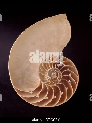 Nautilus Nautilus pompilius, commun Banque D'Images