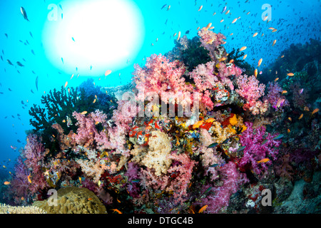 Beaux coraux sous-marins tropicaux sur un récif entouré par l'eau bleue, avec le soleil qui brille Banque D'Images