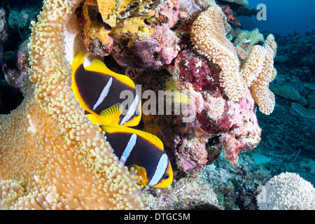 Deux clownfishes trouver protection dans leur anémone de mer hôte sur un récif tropical à Fidji. Banque D'Images