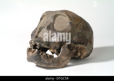 L'Homo erectus (ou Homo ergaster), garçon de Turkana (KNM-WT 15000) Banque D'Images
