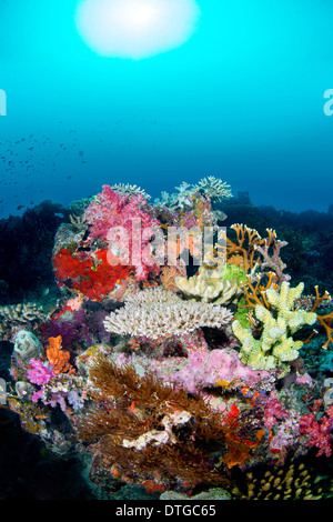 Un des récifs coralliens tropicaux multicolores contre un arrière-plan d'eau bleu avec des poissons planant du récif. Banque D'Images
