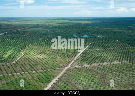 De l'antenne une plantation de palmier à huile, Kinabatangan, Sabah, Malaisie Banque D'Images