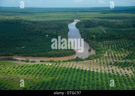Vue aérienne de la plantation de palmiers à huile le long de la rivière Kinabatangan, Sabah, Malaisie Banque D'Images