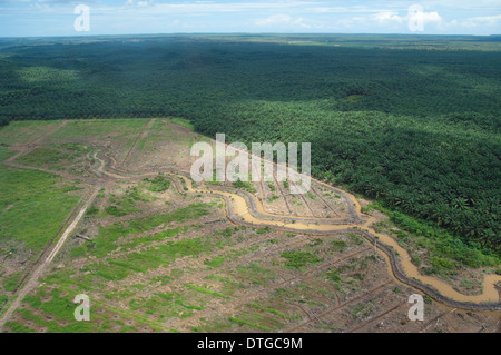Vue aérienne de plantation de palmiers à huile, Kinabatangan, Sabah, Malaisie Banque D'Images