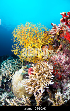 Image d'un beau jaune d'éventails de mer sur un récif recouvert d'éponges et de coraux durs, tourné à Fidji. Banque D'Images