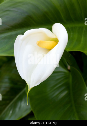 Close up de lis calla blancs avec feuille Banque D'Images