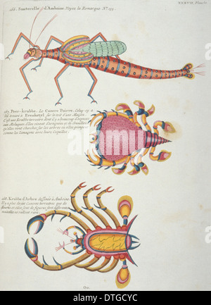 Illustration de deux crabes colorés et d'une sauterelle Banque D'Images