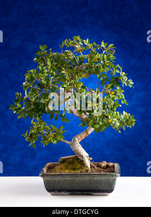 Bonsaï arbre photographié en studio sur fond bleu Banque D'Images