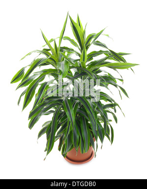 Chlorophytum - vivace à feuilles persistantes à la famille Asparagacées. Banque D'Images