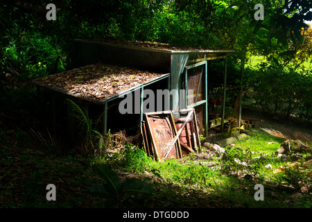 Une cabane abandonnée dans un épais bois de forêt est frappé par la lumière du soleil du matin pour mettre en évidence son état. Banque D'Images