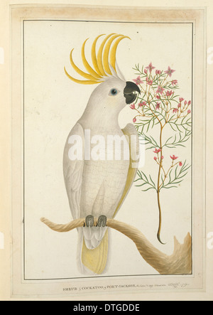 Cacatua galerita, soufre cacatoès soufré Banque D'Images