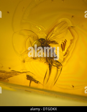 La mouche noire dans l'ambre baltique Banque D'Images