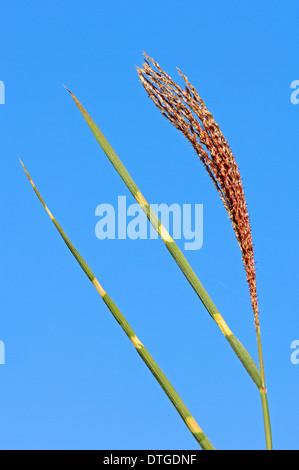 'Zebrinus' herbe Zebra (Miscanthus sinensis) Banque D'Images