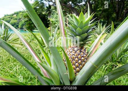 Un sain, ananas poussent à l'état sauvage à l'extérieur d'un petit village d'Asie. Banque D'Images