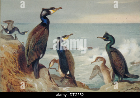 Phalacrocorax carbo, le grand cormoran Phalacrocorax aristotelis, European shag Banque D'Images