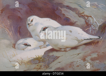 Lagopus muta lagopède alpin, Banque D'Images