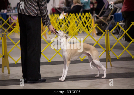 Whippet dans le ring d'exposition à l'éleveur de l'Ontario's Show à Lindsay, Ontario Banque D'Images