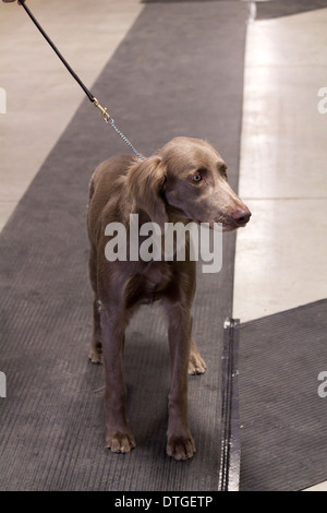 Braque de longs cheveux en ring d'exposition à l'Ontario Breeders Dog Show à Lindsay, Ontario Banque D'Images