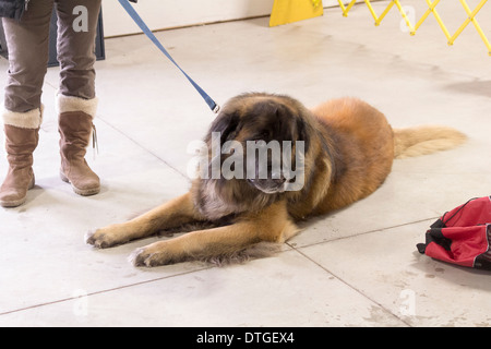 Léonberg gisait sur le sol à l'Ontario Breeders Dog Show à Lindsay, Ontario Banque D'Images